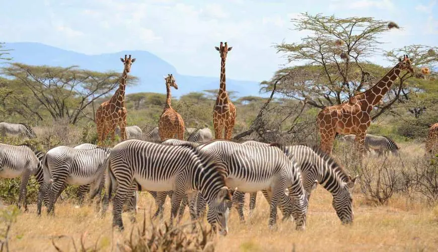 4 Days Samburu & Lake Nakuru