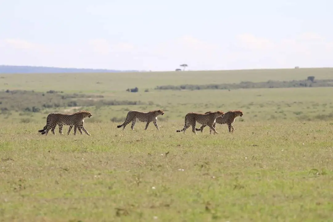 6 Days Maasai Mara, Lake Nakuru And Amboseli